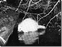 Albino Porcupine