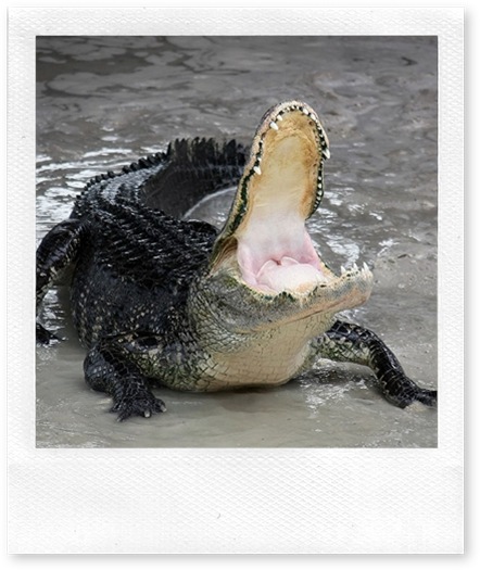 Alligator